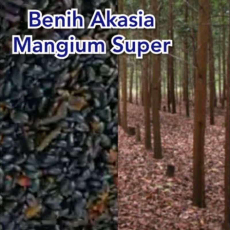 Benih Akasia Mangium 1kg / Biji Akasia super gread A / Biji Akasia Mangium / Biji acasia premium