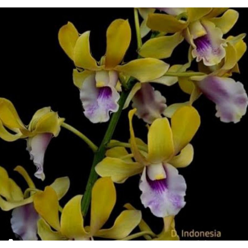 Anggrek Dendrobium keriting