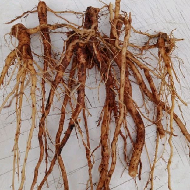 

Akar pulutan pungpurutan segar 1 kg