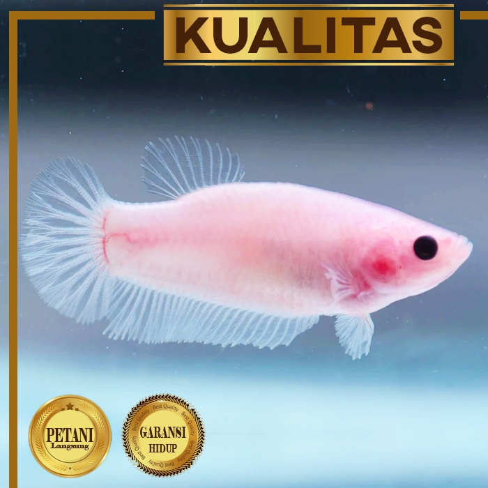 Cupang Giant Betina Pink Ikan Hias Aquascape Hiasan Aquarium Air Tawar