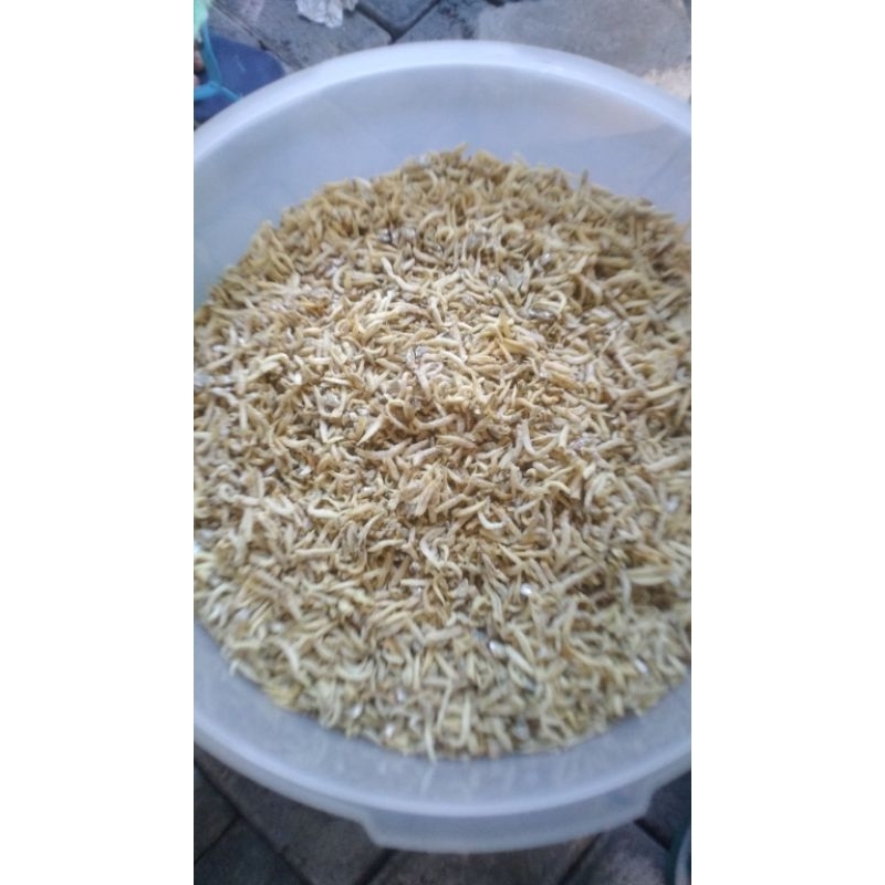 

ikan teri NASI di GORENG