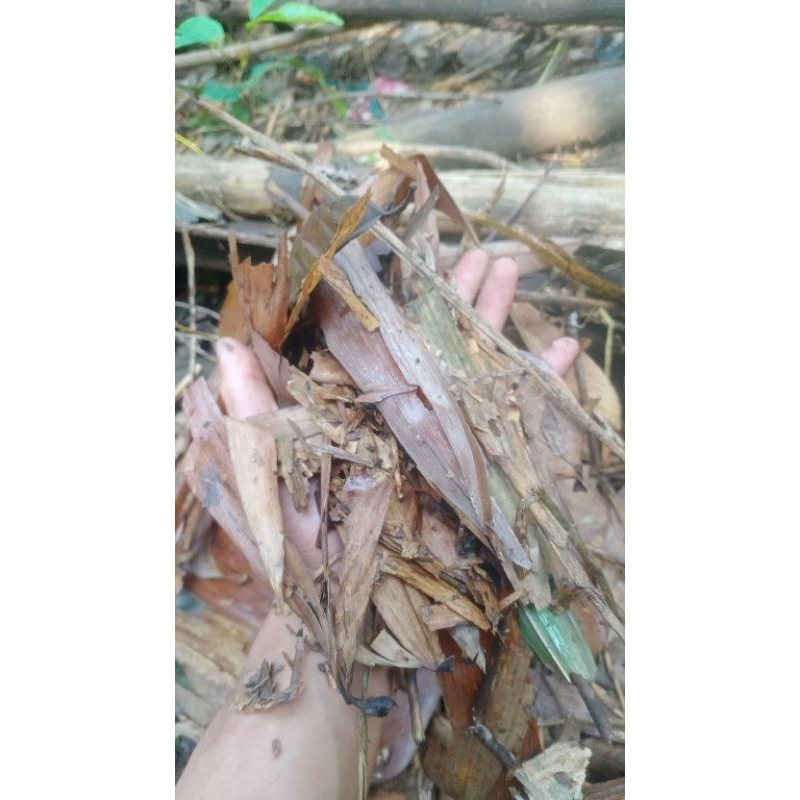 daun bambu kering daun bambu media tanam