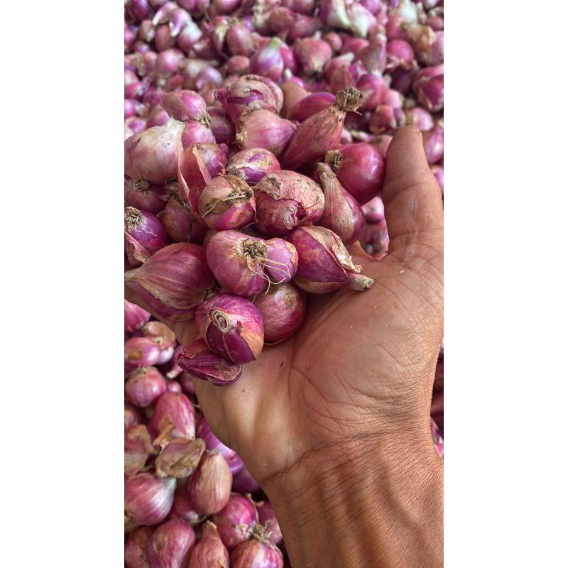 

Bawang Merah 1 kg
