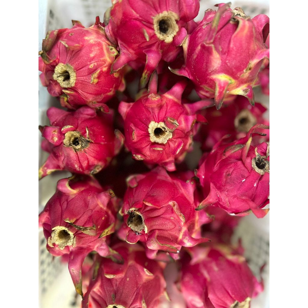 

Buah naga merah 500gr