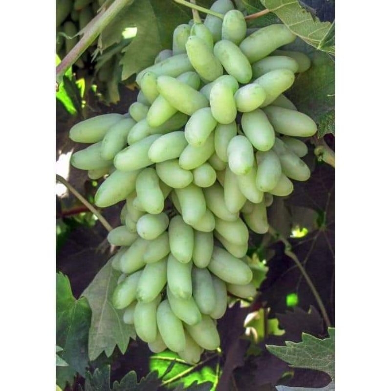 Anggur Jenis Waterfall/IFG 29 lonjong panjang hijau