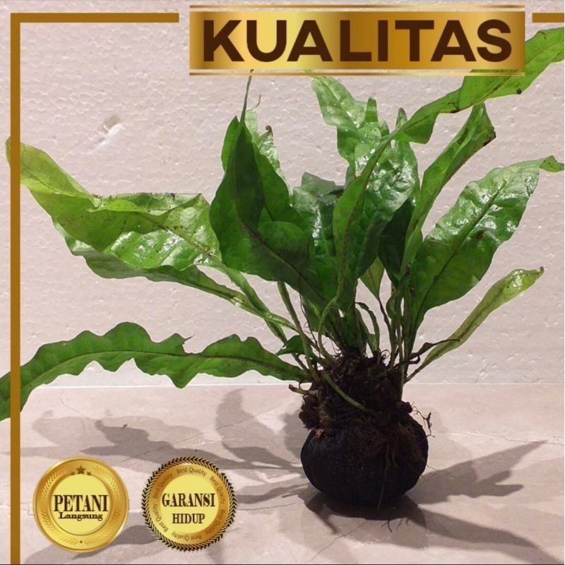 Paket Wabikusa (isi 5) Tanaman Air Aquascape Kadaka Java Fern Media Wabikusa Low CO2