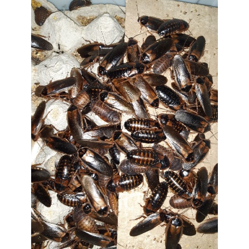 kecoa dubia indukan