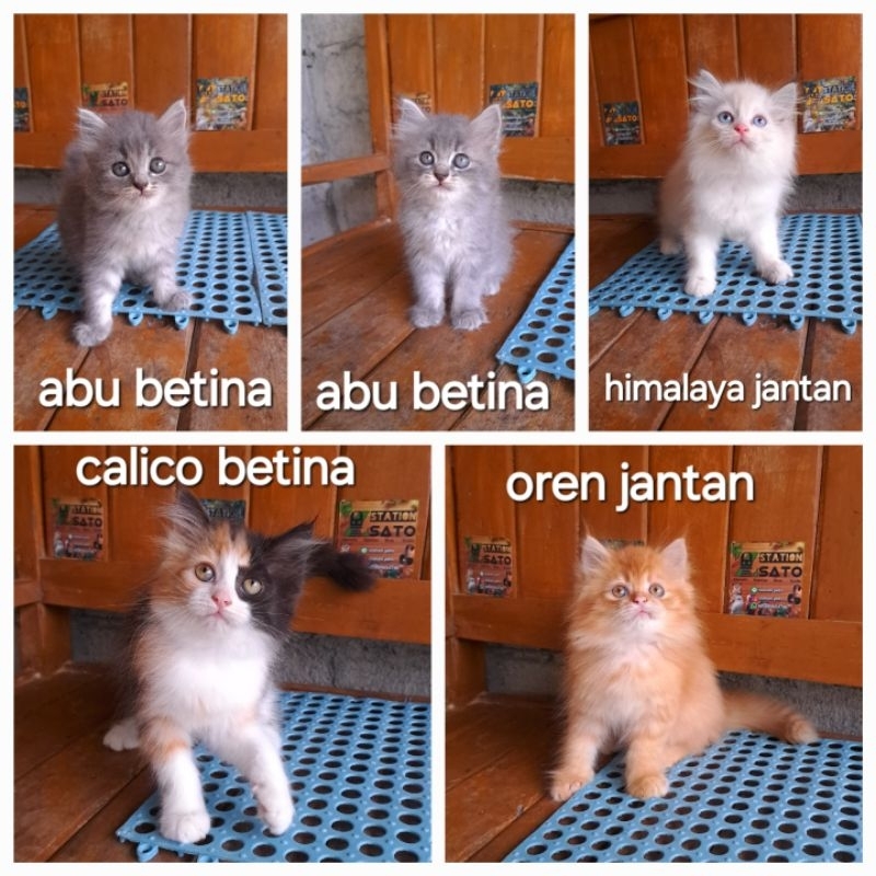 Kucing kitten persia gemoy lucu