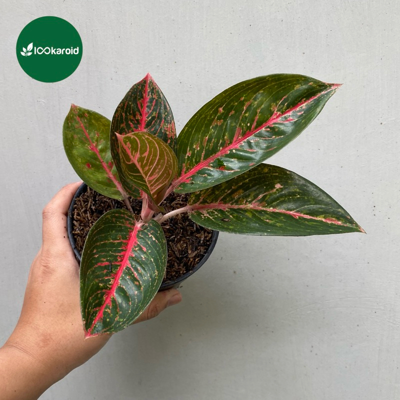 Tanaman Hias Aglonema Adelia / Aglaonema Aglo Adelia Tanian Lokal