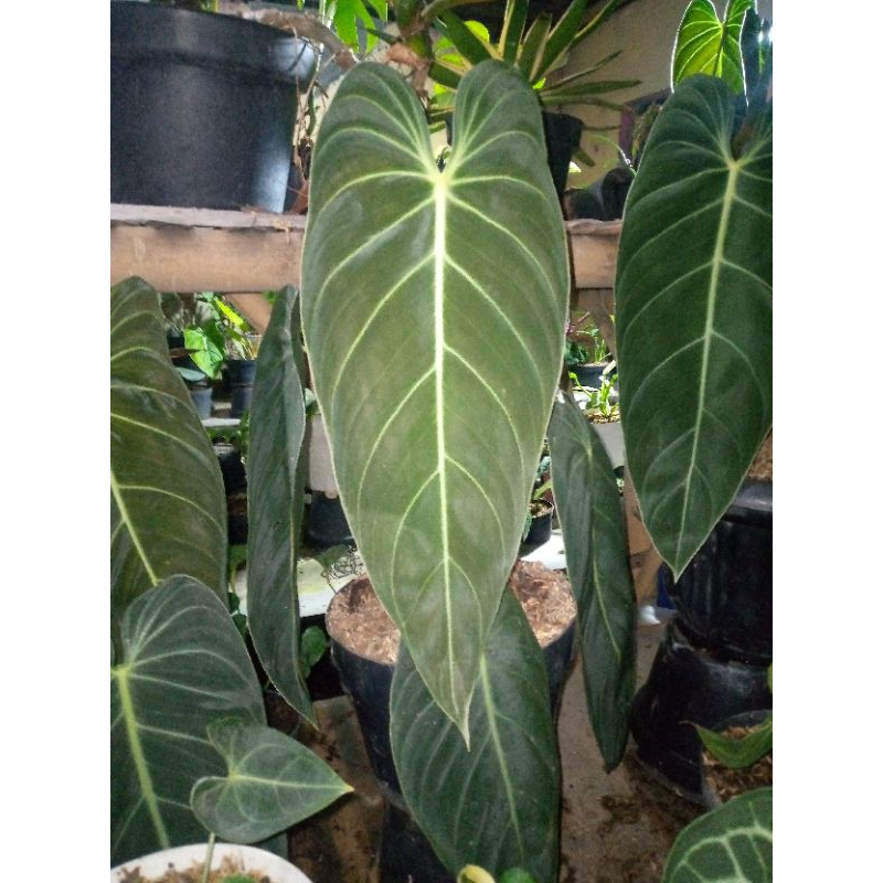 Philodendron Melanochrysum Besar