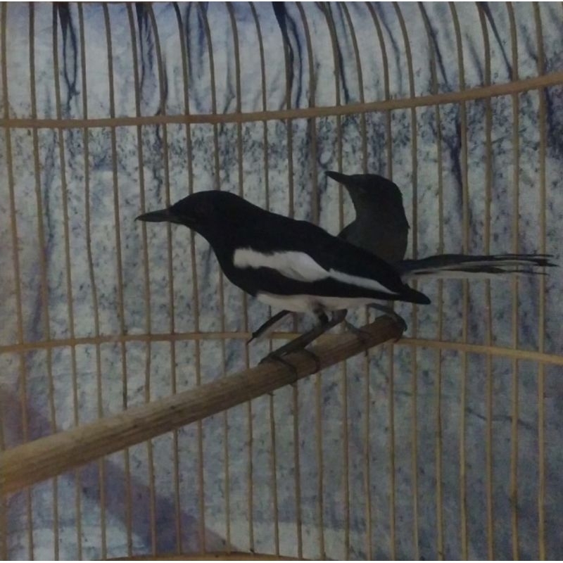 Kacer Daput Sepasang Pllihan