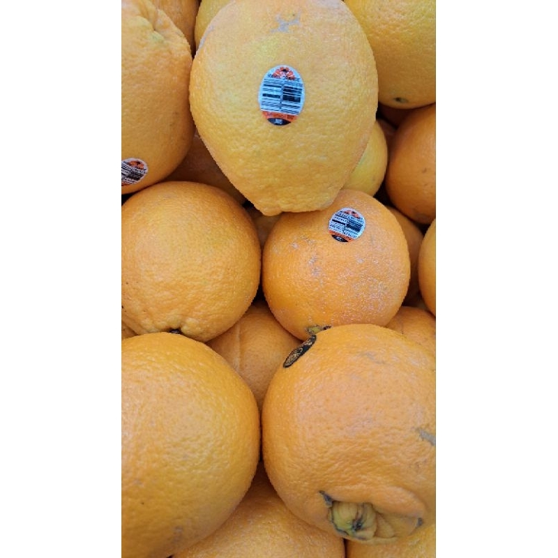 

Jeruk Sunkist Navel Australia Manis 1 Kg