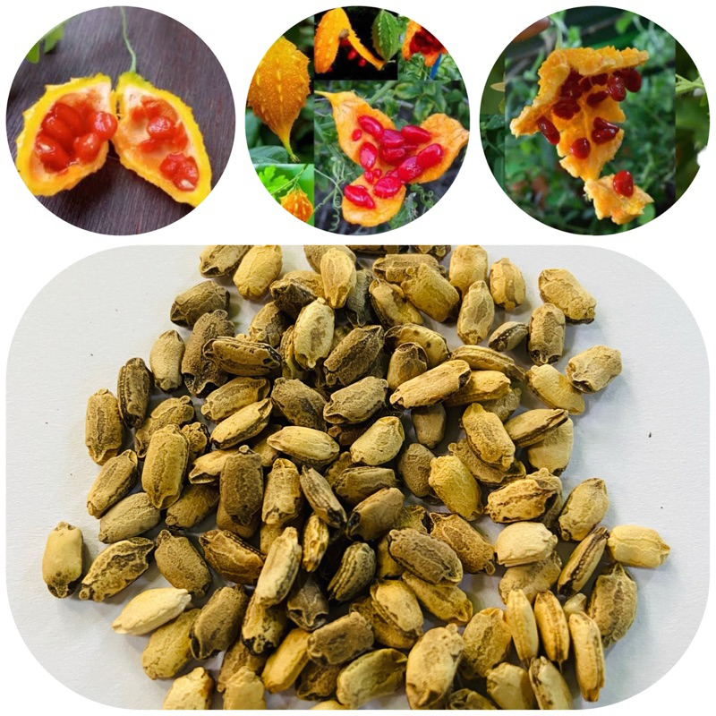 

Biji pare hutan per bungkus isi100 biji