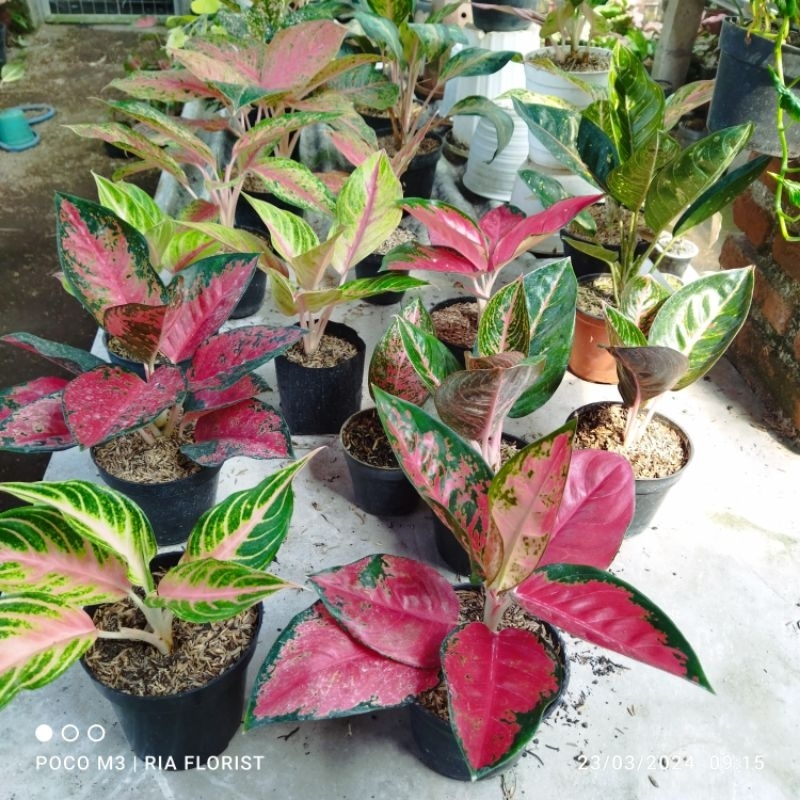 aglonema suksom jaipong murah