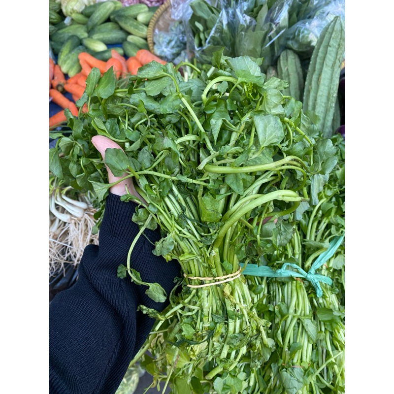 

selada air /selada bokor /selada keriting / cuciwis /keciwis /sayuranbandung