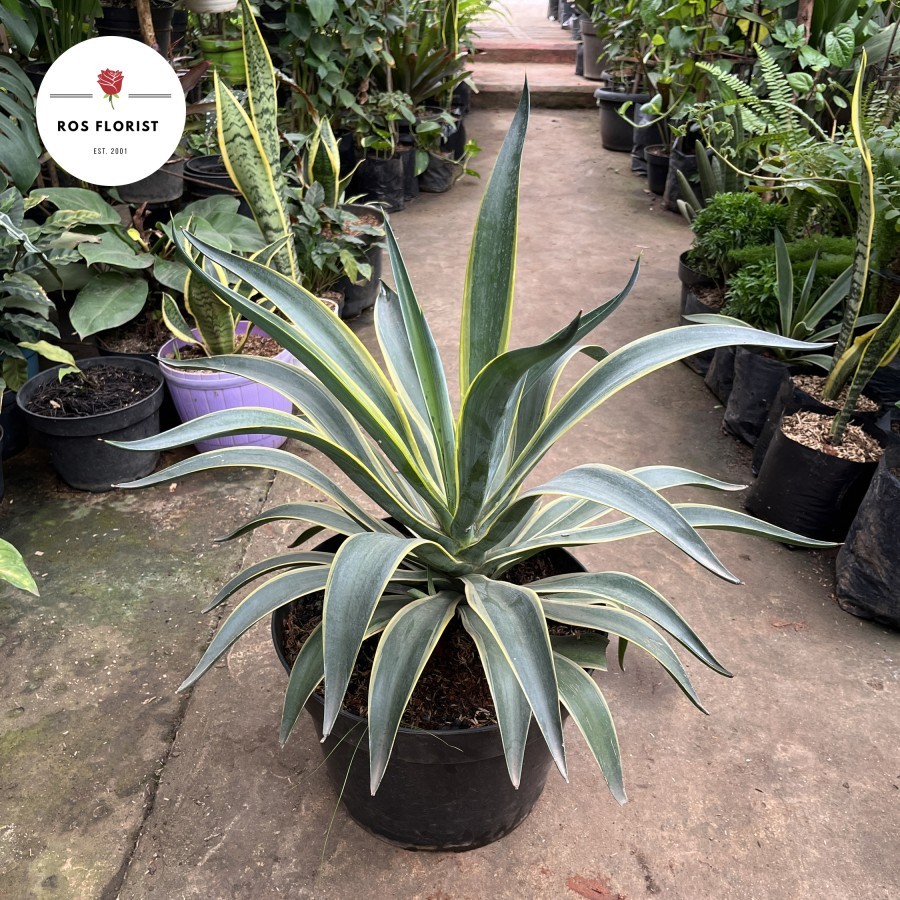 Tanaman Hias Siklok Agave JUMBO REAL FOTO