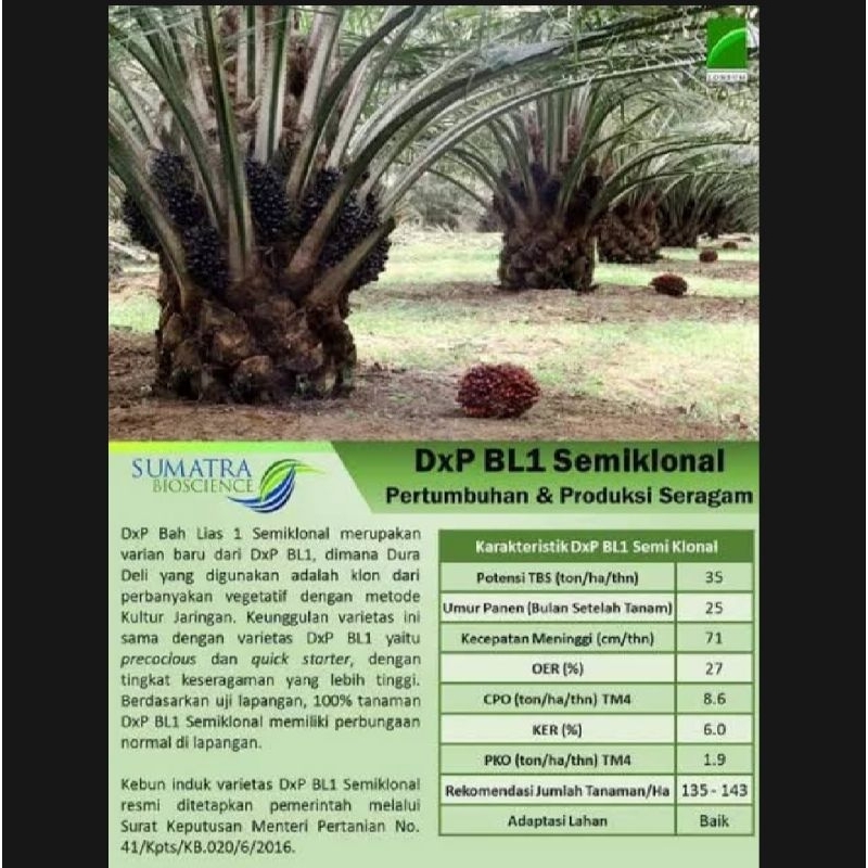 Benih Bibit kecambah polong sawit LONSUM original