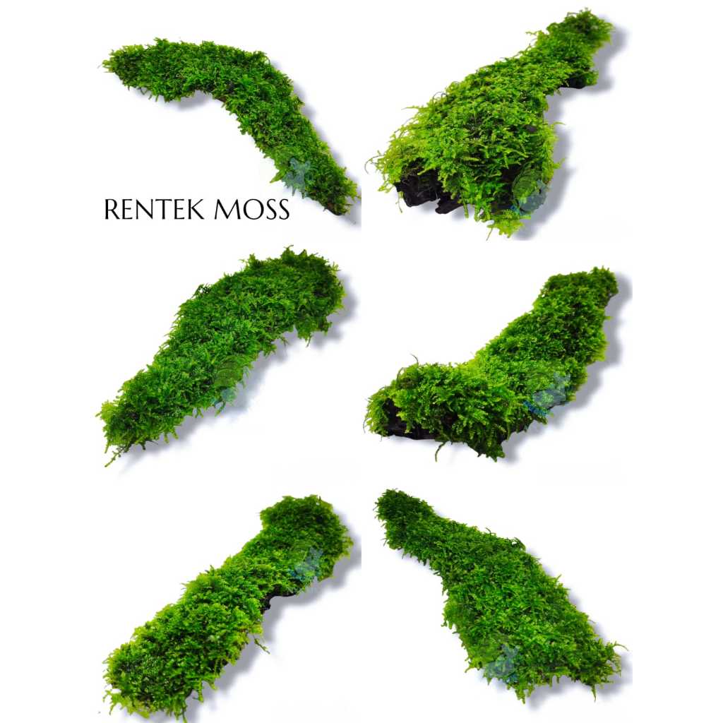 Hardscape kayu rentek moss aquascape