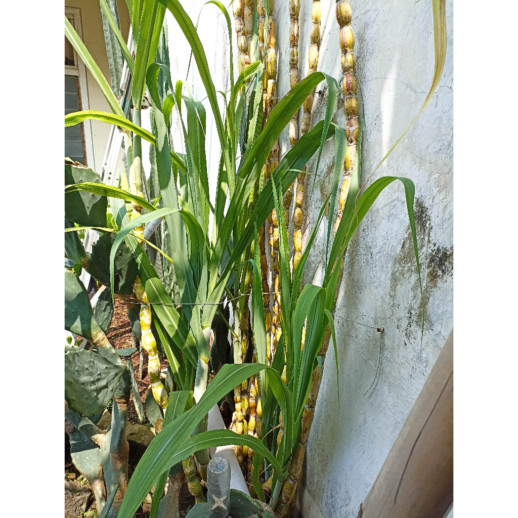 Tebu Pelangi (Hilo Buddha Sugarcane) / Cutting / Stek (Tebu Exotis)