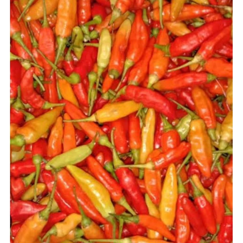 

cabe rawit pedas panen sendiri