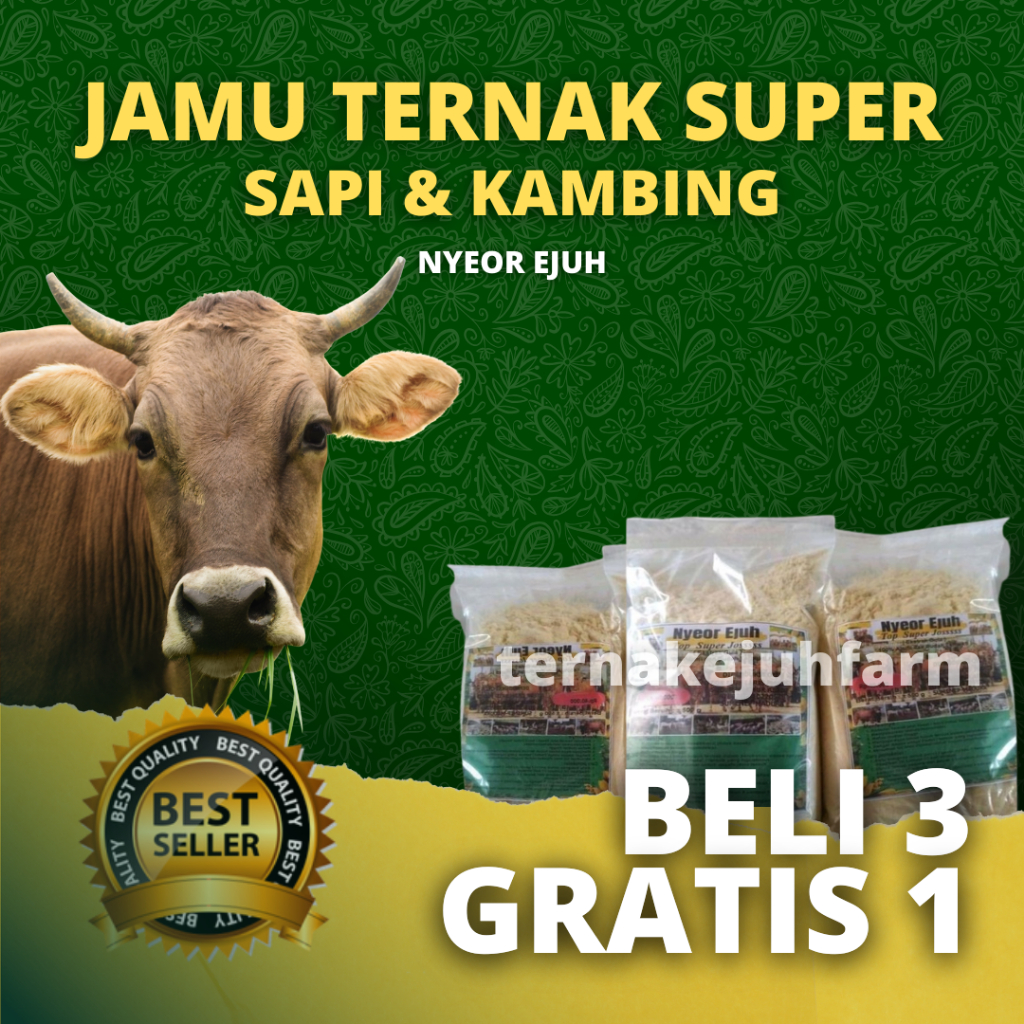 Jamu Sapi Dan Kambing Nyeor ejuh jamu sapi lahap makan jamu sapi cepat gemuk jamu sapi Nyeor ejuh ja