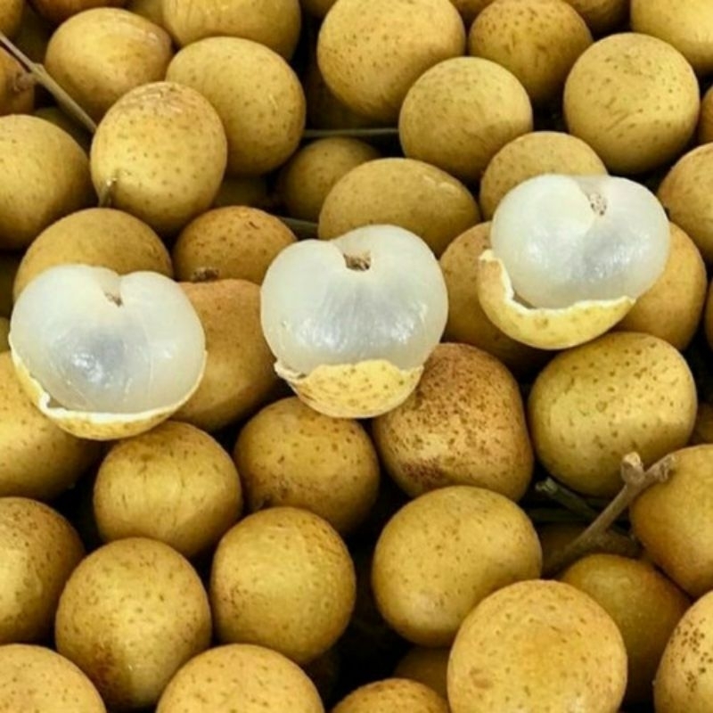 

Buah Lengkeng atau Buah Kelengkeng Seger Manis Besar
