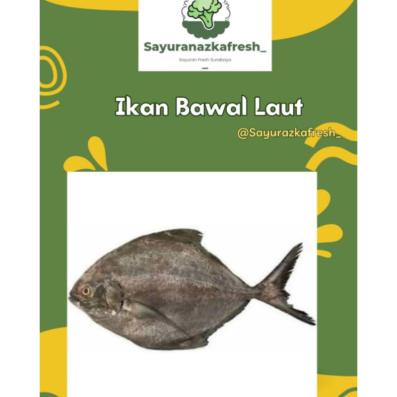 

ikan bawal laut [±500gr -±1kg]