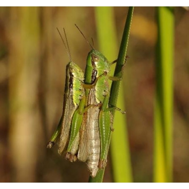 Belalang hidup pakan burung 10