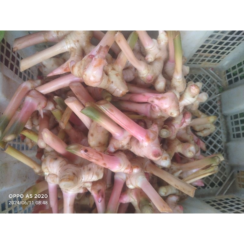 

lengkus atau Laos muda