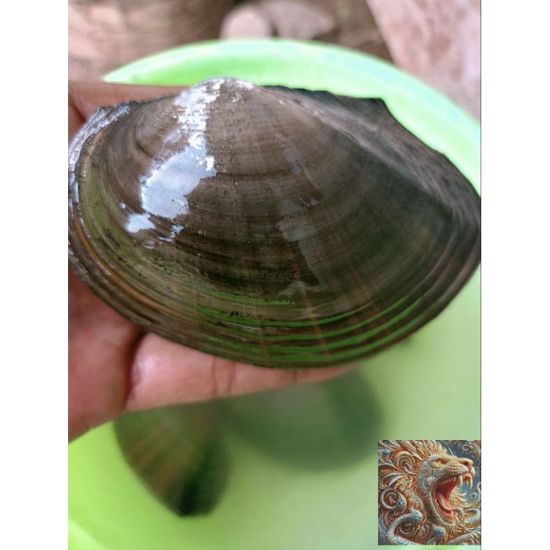 Kerang air tawar kijing filter aquarium