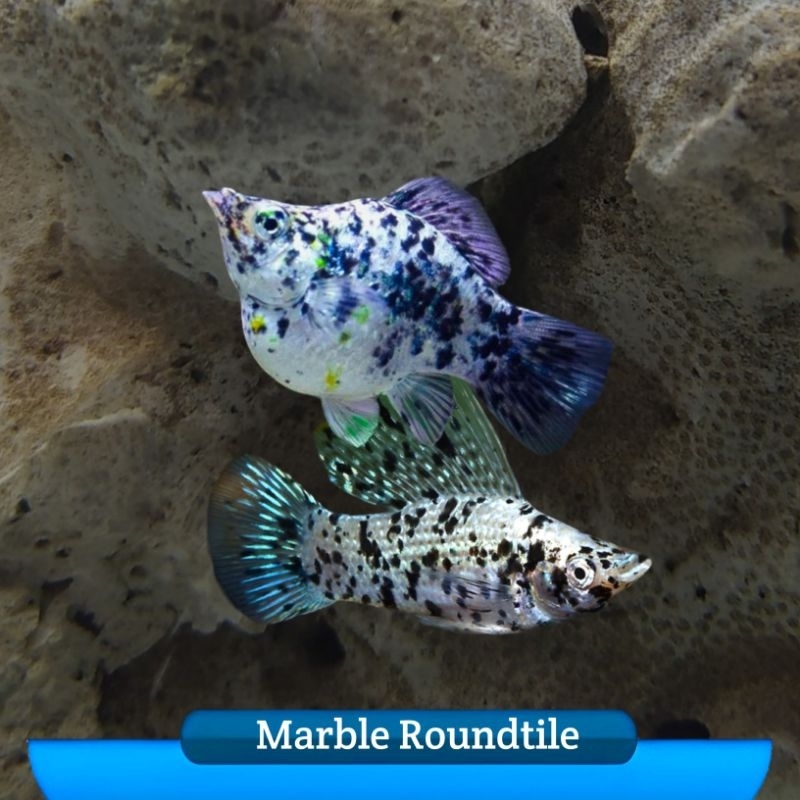 Molly Balon White Marble Roundtile