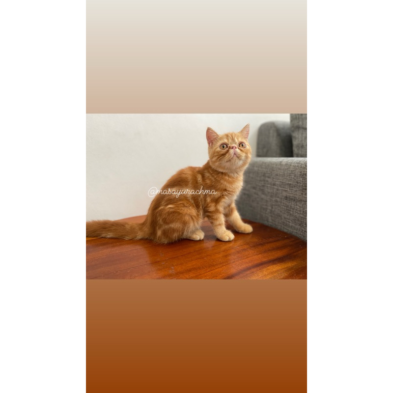 persian peaknose exo marble minyak vitamin