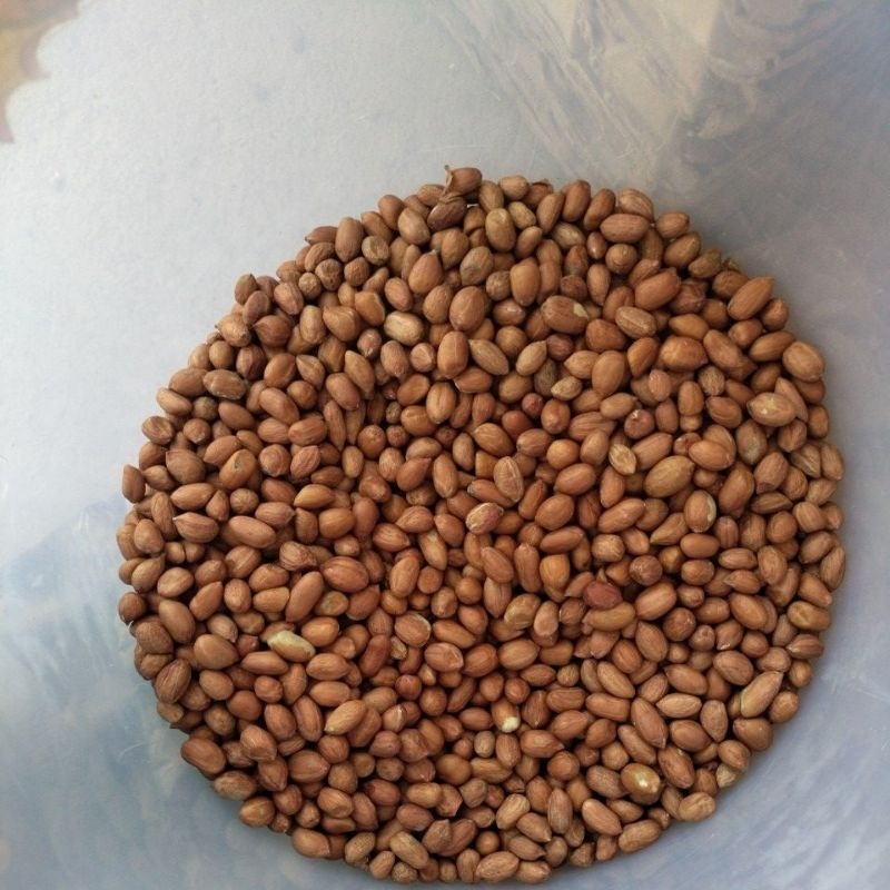 

Kacang Tanah