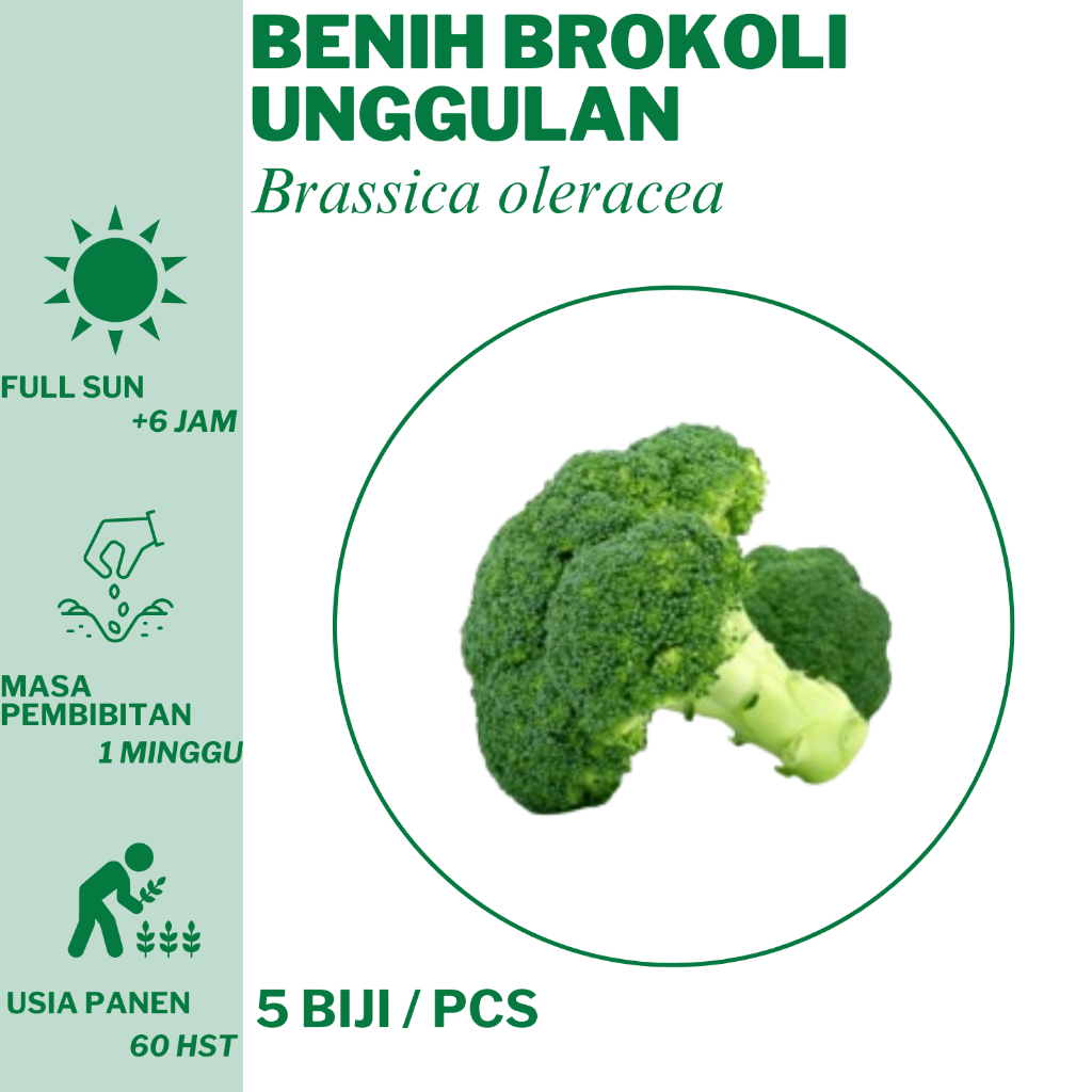 37 Benih Brokoli  Bibit Unggulan Hidroponik Tanam