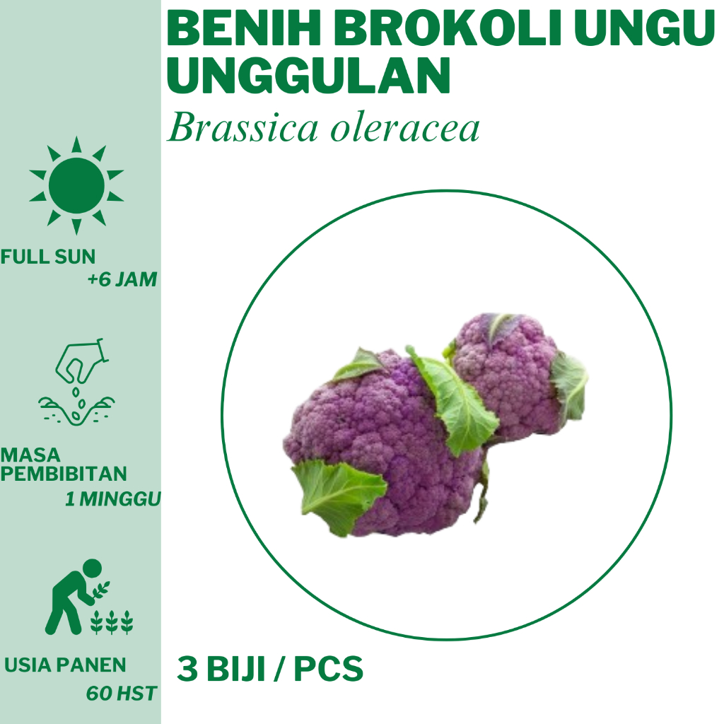 38 Benih Brokoli Ungu  Bibit Unggulan Hidroponik Tanam
