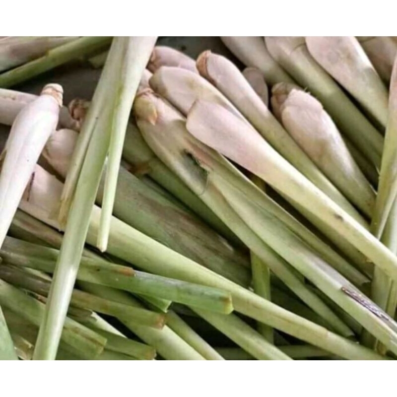 

serai sereh segar petik dadakan 250 gr