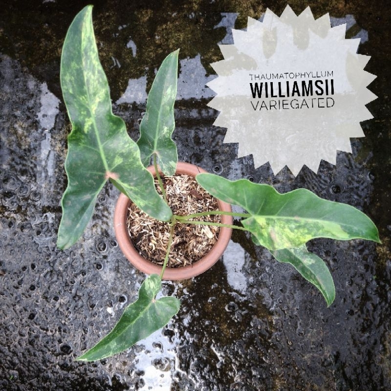 williamsii variegata