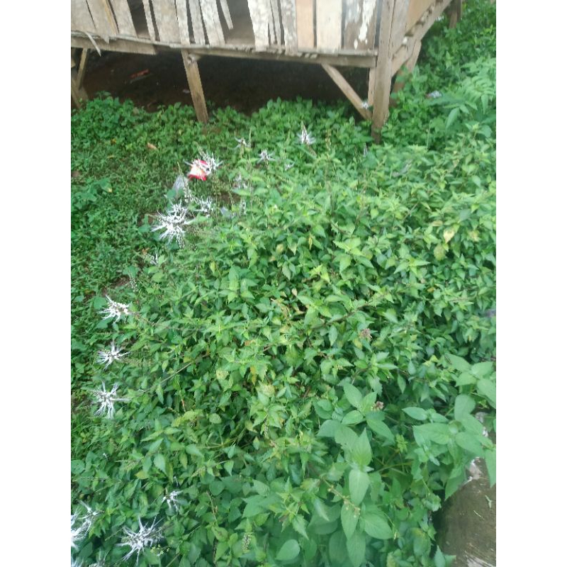 

daun kumis kucing segar isi 100 gram