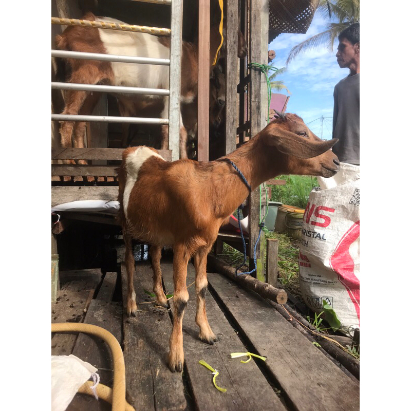 

kambing