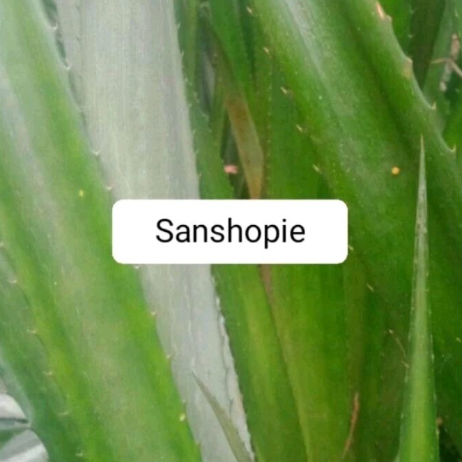 

Daun Nanas Hutan Nanas Merah Segar 250 Gram