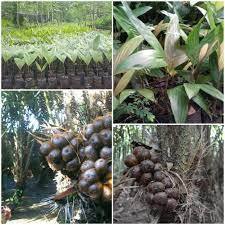 Bibit | Pohon Salak Pondoh / Salak Madu UNGGUL