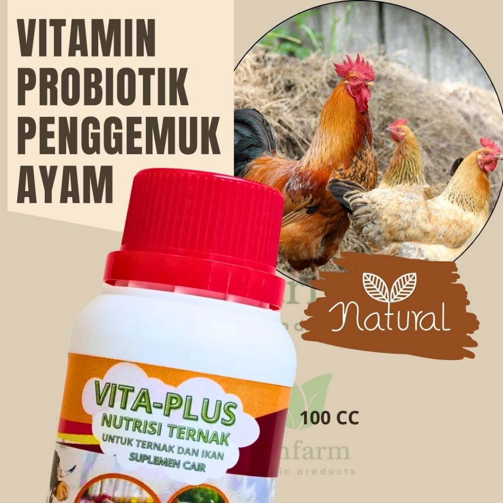 VITAMIN AYAM CEPAT BESAR UNTUK AYAM KAMPUNG AYAM BANGKOK AYAM PETELUR AYAM ADUAN DAN OBAT AYAM ALAMI