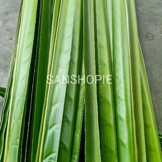 

Daun kelapa hijau kondisi tua paket 100 Lembar