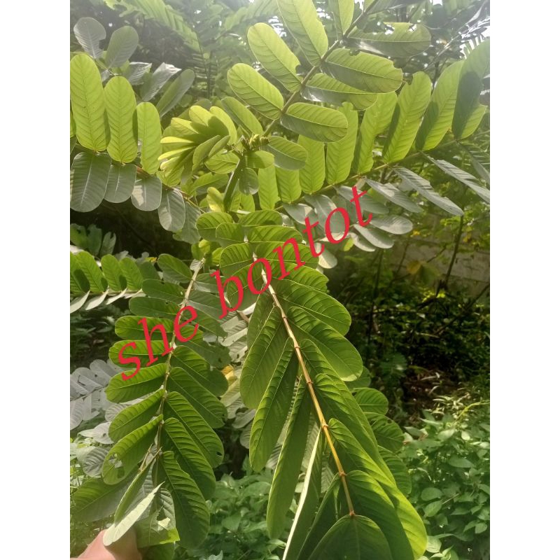 

daun ketepeng 30 lembar segar dipetik pas ada orderan