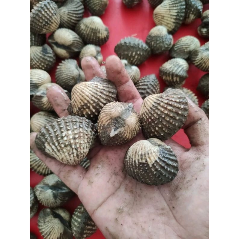 

Kerang dara ukuran jumbo Kerang dara hidup besar 1kg