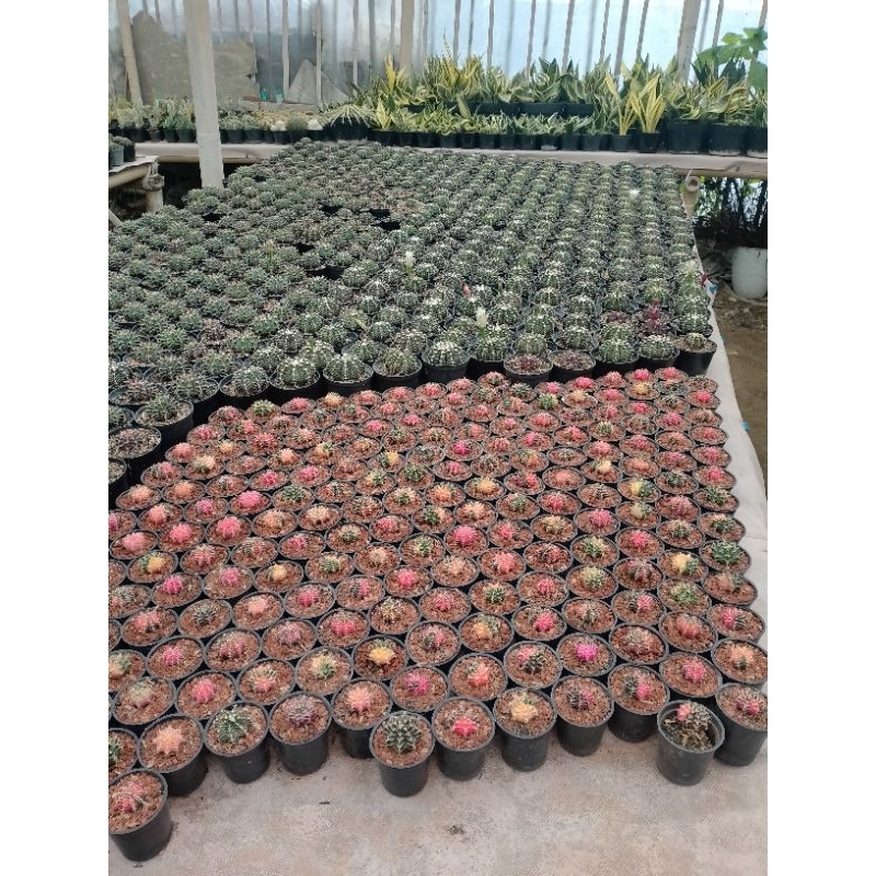 paket mix mihanovichii