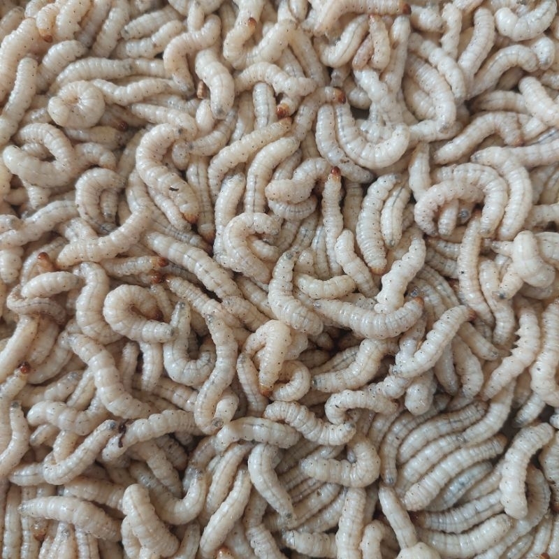 Ulat Bambu isi 100 ekor