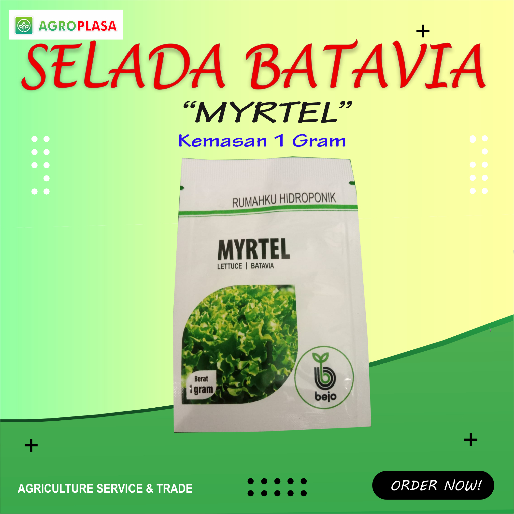 Benih Selada Batavia Myrtel Bejo Kemasan 1gr