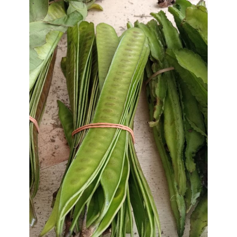 

Pete cina/lamtoro 1 iket