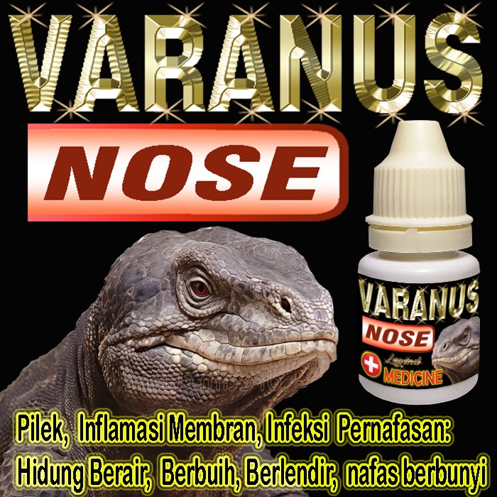 VARANUS NOSE OBAT PILEK LIZARD HIDUNG VARANNUS BERBUIH BERLENDIR BERAIR REPTILE KADAL MENYEMBUHKAN M